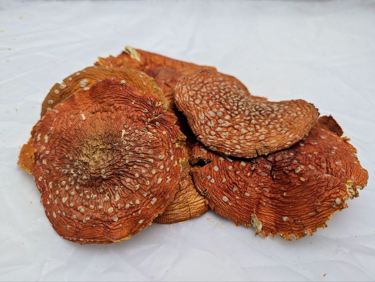 Fliegenpilze - Amanita Muscaria - Räucherwerk