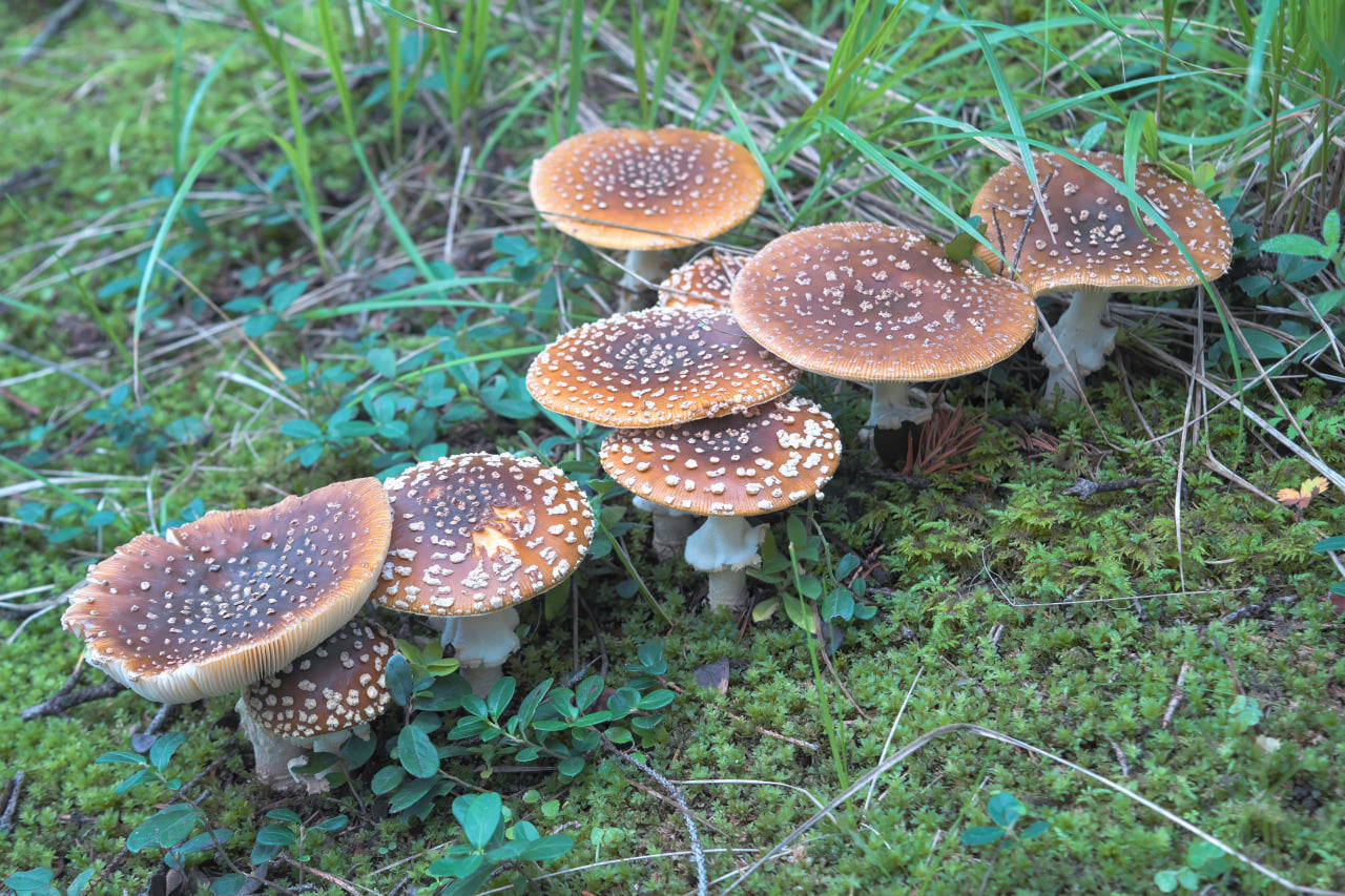 Königs-Fliegenpilz - Amanita Regalis - Räucherwerk