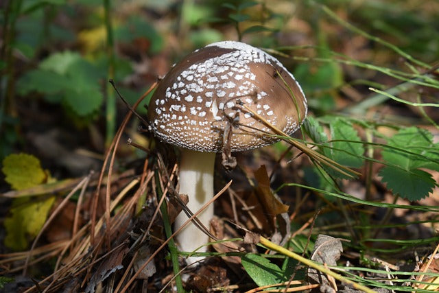 Pantherpilze - Amanita Pantherina - Räucherwerk